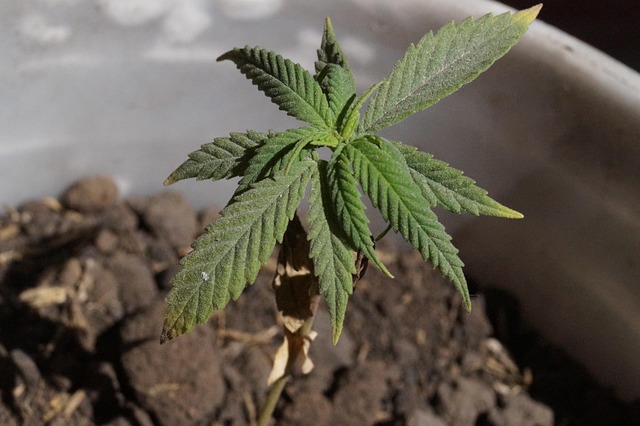 sativa